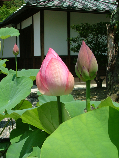 京都のえんむすびの神さま「地主神社」